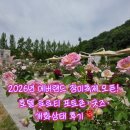 2026년 에버랜드 장미축제 오픈! 호텔 로로티 포토존·굿즈·개화상태 후기🌹
