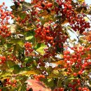 (주)풀과나무 이미지