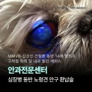 U_만성질환관리센터(봉담) | 심장병, 내분비 질환 동반 14살 노령견 말티즈 강아지 안구 탈출 수술 증례