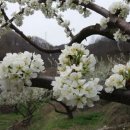 고운농장 이미지