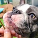 감성있개 이미지