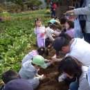 고구마 토양재배,고구마 수경재배,고구마 순 기르기,고구마 싹 틔우기 이미지