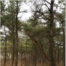 말미산 | 해파랑길(20~21구간) : 영덕 강구항 ~ 축산항