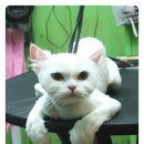 뽀미 애견 미용샵 이미지