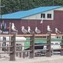 광성민박 이미지