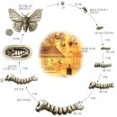 (다살이) 25. 누에도 잠을 자야 허물을 벗는다. 이미지