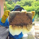 벧엘 양봉 이미지