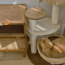 츄냥이 하우스 이미지