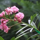 천동물병원 이미지