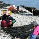 진달래 핀 풍경 이미지