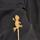 파충류샵 스마일게코 | 청주파충류샵 "그래도크레" 크레스티드게코 분양 후기