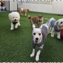 살랑살랑하개 이미지