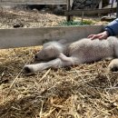 기선목장 이미지