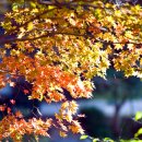 성수산자연휴양림 이미지