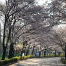 기도원 맞은 편 화장실 | 파주 오산리기도원 벚꽃과 브런치 맛집 아리아1968 주차 정보