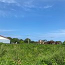 온평리-7 이미지