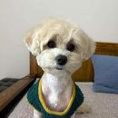 우리 펫 살롱 이미지