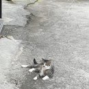 서귀고양이 이미지