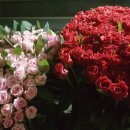 장미농장 Daum카페