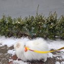 꼬리치는 강아지 | 강아지사료 힐스 노령견 사료 겨울철 시니어 반려견 건강관리