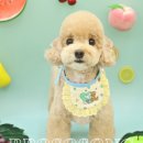 뽀소송 | [일산] 대화 강아지 미용실 뽀소송 | 사랑이 느껴지는 가위컷 전문샵