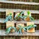 외동반림로-2 | 창원 가드닝클래스 박쥐란 부작 만들기 원데이클래스 보타미 후기