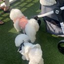 해피몽스데이 이미지