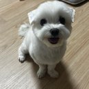 화동 | [공지] 문정 루이비스컨벤션웨딩홀 강아지 화동 후기🐶
