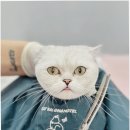 부산고양이미용&호텔 무냥무냥 대연점 | 부산고양이미용, 무냥무냥 대연점에서 고양이를 편안하게 돌보는 법