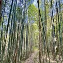 도천2구마을회관 | [공지] 전국의 시원한 대나무숲 - 18 選