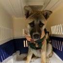 뭉치켄넬 이미지