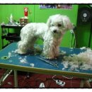 예삐애견 이미지