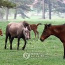 초원축산 이미지