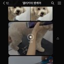 델리키아 이미지