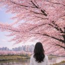 호원초등학교 | 안산호수공원 벚꽃 명소, 당일 피크닉 하기 좋은 경치 좋은곳