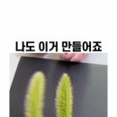 강아지풀로 토끼반지 만들기 이미지