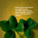 담양클로버 이미지