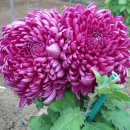 동래원예고등학교 이미지