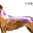 남천동동물병원 네이버블로그