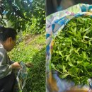 강촌어부네매운탕 이미지