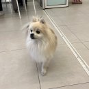 펌킨 펫하우스 서울숲 이미지