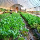 푸른솔농장2 이미지