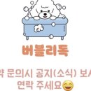 버블리독 이미지