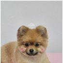 로즈펫살롱 이미지