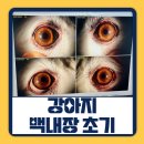 분당밝은아이동물병원 | 강아지 백내장 초기 1년째 유지중 분당 밝은아이동물병원 정기검진