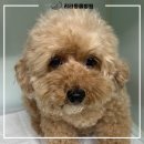 리라동물병원