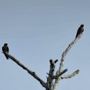 보르네오 섬의 새65 - barn swallow(제비) 이미지
