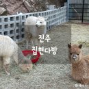 집현다방 | [진주] 진주에서 알파카만나기! “집현다방”