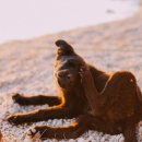 내곁에 동물병원 이미지