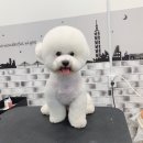 하이멍 애견미용 이미지